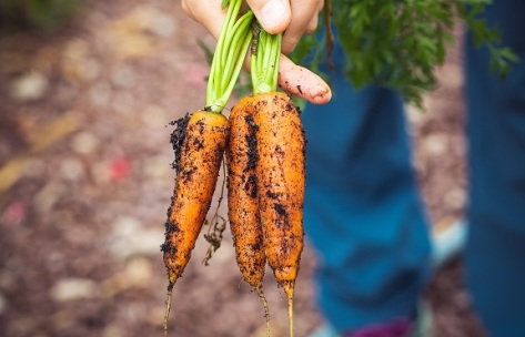 Is Horticulture the career for you?